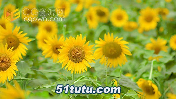 Sunflowersbloominginsummer.jpg