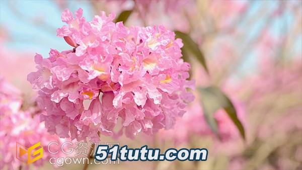 beautiful-spring-flowers-pink-campanile-plant-video-material.jpg