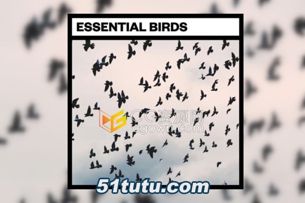 Big-Room-Sound-Essential-Birds.jpg