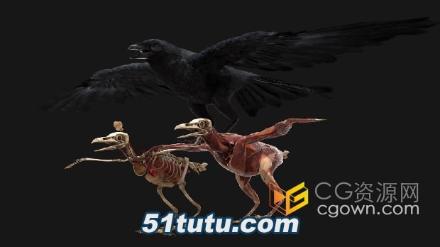 Crow-Fur-Anatomy.jpg