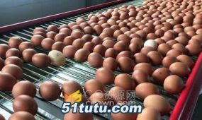 工厂传送带鸡蛋批量生产包装4k实拍视频素材下载