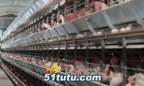 家禽鸡肉农业室内养鸡厂实拍视频素材下载