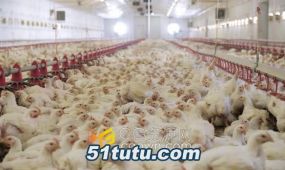 实拍素材-养鸡场农场生产家禽养殖人工喂养视频素材