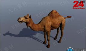 单峰骆驼哺乳动物3d角色unity游戏素材资源