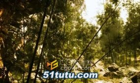 早晨阳光绿色竹林中国风水场景视频素材4k分辨率下载