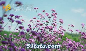 盛开的马鞭草紫色花朵夏天风景实拍视频素材