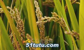 农田金色稻田麦穗收获的季节实拍视频素材