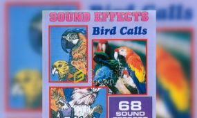 68种鸟叫声自然鸟兽音效素材供下载