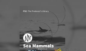 海豚海豹和鲸鱼等洋哺乳动物各种独特的声音fx